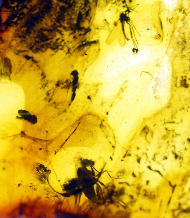 琥珀の世界的名産地、バルト海周辺産。複数の翅虫が内包。４０００万年以上前のバルト海産の琥珀（Amber）（その6）