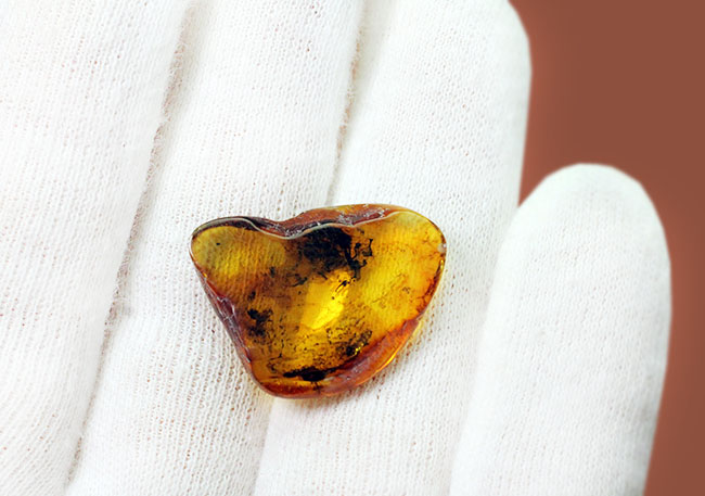 琥珀の世界的名産地、バルト海周辺産。複数の翅虫が内包。4000万年以上前のバルト海産の琥珀(Amber)(その7)