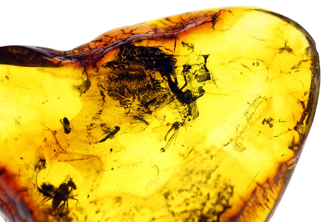 希少！パーフェクトなアリを内包したバルト海産の虫入り琥珀 化石 販売 虫