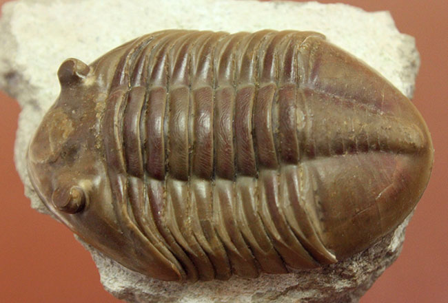 パーフェクトと断言できる見事なアサフス・レピドゥルス（Asaphus lepidurus）（その10）