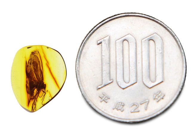 信じがたい保存状態！極めて鮮明！バルティックアンバーを代表する虫