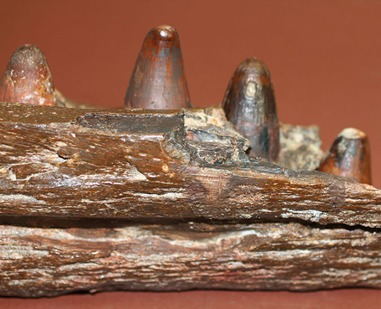 大希少！サルコスクス・インペラトルの装甲骨鱗 白亜紀中期 アフリカ 