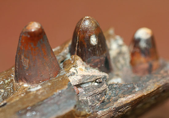 希少標本!恐竜を超える体躯、交合力を誇った史上最大級のワニ、サルコスクス(Sarchosucus imperator)の顎付き歯化石(その11)