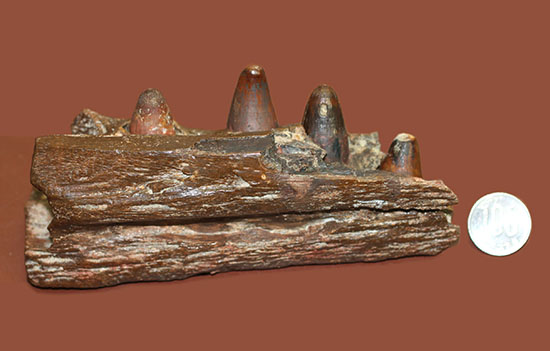 希少標本!恐竜を超える体躯、交合力を誇った史上最大級のワニ、サルコスクス(Sarchosucus imperator)の顎付き歯化石(その17)