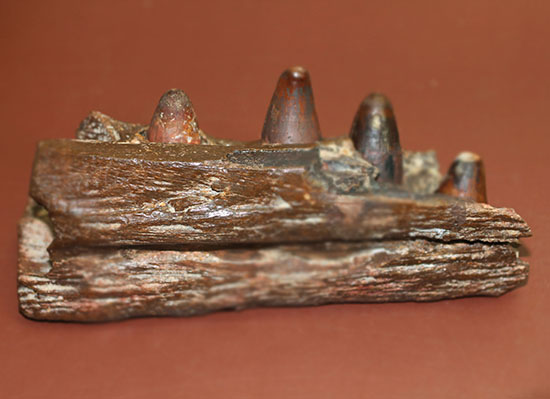 希少標本！恐竜を超える体躯、交合力を誇った史上最大級のワニ、サルコスクス（Sarchosucus imperator）の顎付き歯化石（その2）