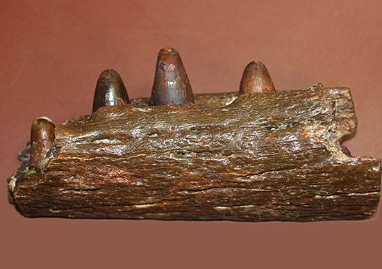 希少標本！恐竜を超える体躯、交合力を誇った史上最大級のワニ、サルコスクス（Sarchosucus imperator）の顎付き歯化石（その5）