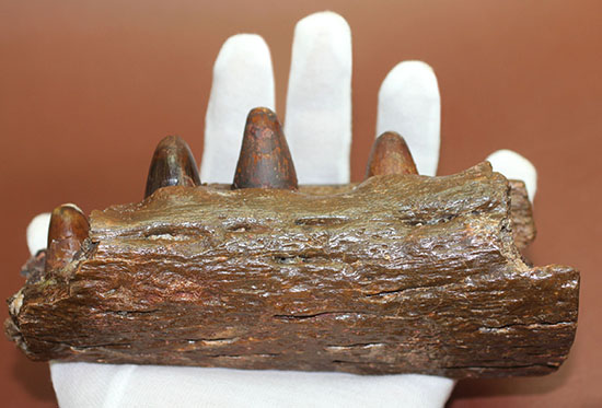 希少標本!恐竜を超える体躯、交合力を誇った史上最大級のワニ