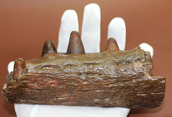 希少標本！恐竜を超える体躯、交合力を誇った史上最大級のワニ、サルコスクス（Sarchosucus imperator）の顎付き歯化石（その6）