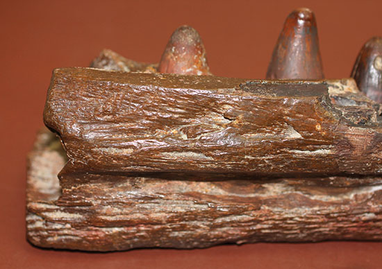 希少標本！恐竜を超える体躯、交合力を誇った史上最大級のワニ、サルコスクス（Sarchosucus imperator）の顎付き歯化石（その9）