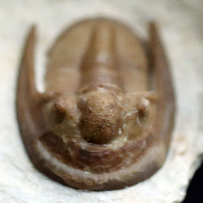 レア中のレア！本物の個体がここに！米国オクラホマ州産の三葉虫、コーダニア・ファルカータ（Cordania falcata）（その3）