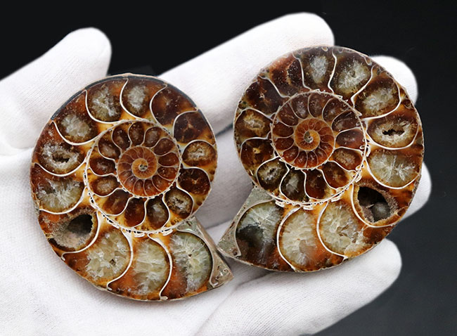 アンモナイト 化石 推定30キロ弱 希少