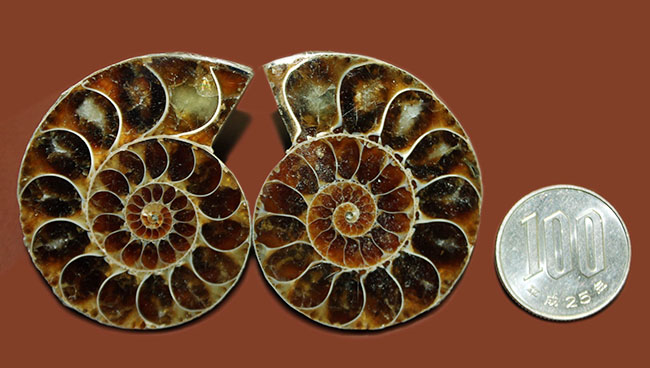 本格的コレクション、カット＆ポリッシュ！中身がメノウ化した白亜紀アンモナイト化石のスライスカットペア標本（その14）