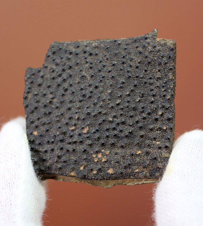 ベリーレア!古生代デボン紀の甲冑魚の皮膚(装甲板)の化石。専用保存ケース付き。(その1)