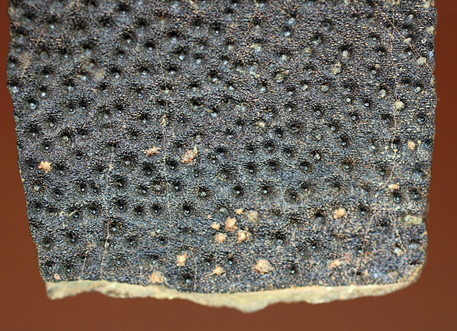 ベリーレア!古生代デボン紀の甲冑魚の皮膚(装甲板)の化石。専用保存ケース付き。(その3)