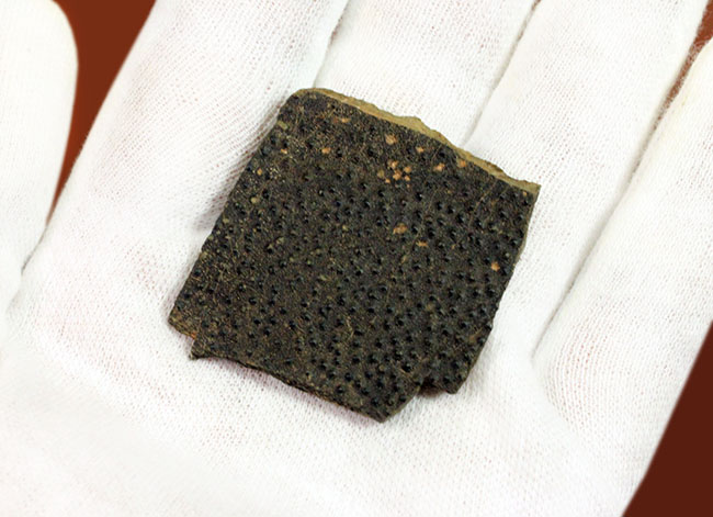ベリーレア!古生代デボン紀の甲冑魚の皮膚(装甲板)の化石。専用保存ケース付き。(その4)