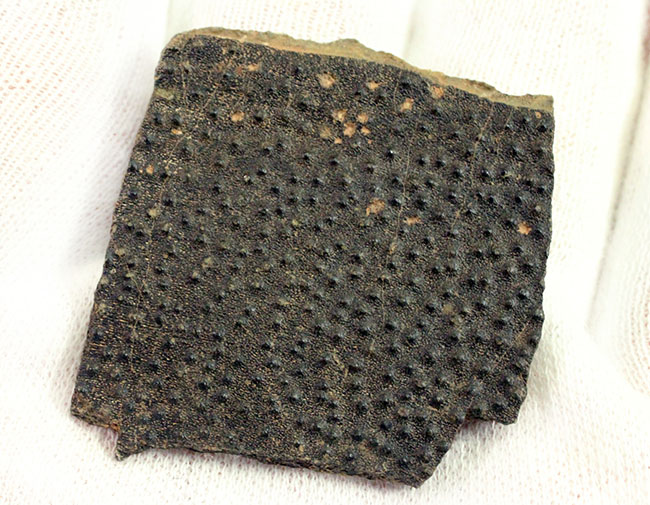 ベリーレア！古生代デボン紀の甲冑魚の皮膚（装甲板）の化石。専用保存ケース付き。（その5）