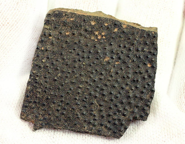 ベリーレア!古生代デボン紀の甲冑魚の皮膚(装甲板)の化石。専用保存ケース付き。(その5)