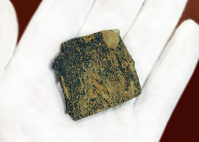ベリーレア！古生代デボン紀の甲冑魚の皮膚（装甲板）の化石。専用保存ケース付き。（その6）