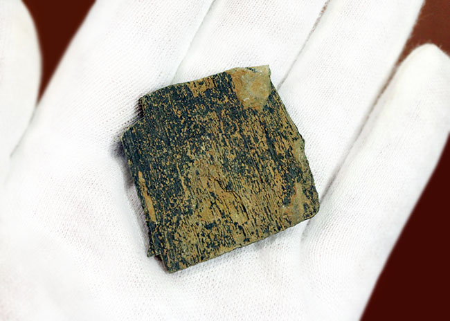 ベリーレア!古生代デボン紀の甲冑魚の皮膚(装甲板)の化石。専用保存ケース付き。(その6)