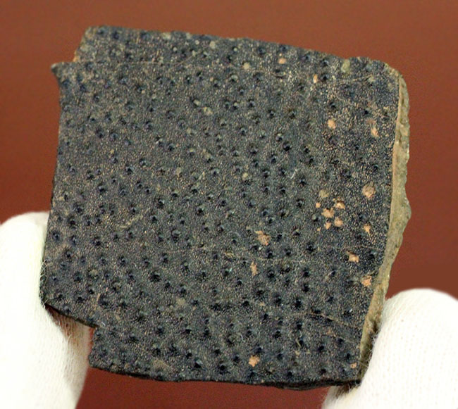 ベリーレア!古生代デボン紀の甲冑魚の皮膚(装甲板)の化石。専用保存ケース付き。(その7)