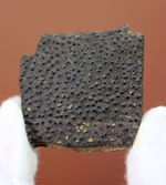 ベリーレア！古生代デボン紀の甲冑魚の皮膚（装甲板）の化石。専用保存ケース付き。