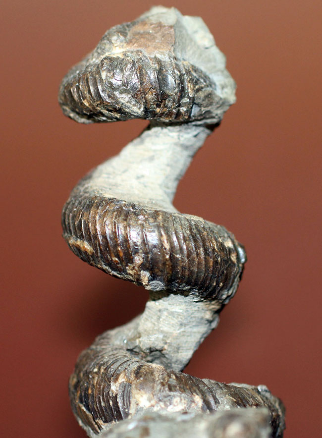 立体螺旋巻き！世界中のコレクターから愛される北海道アンモナイトの代表的存在、ユーボストリコセラス（Eubostrychoceras）（その1）
