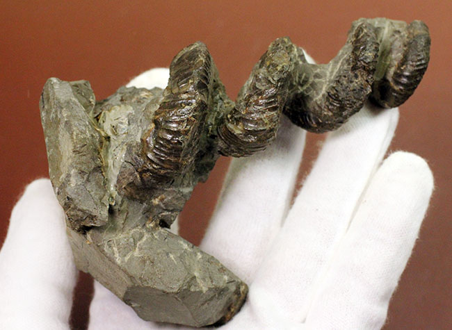 立体螺旋巻き！世界中のコレクターから愛される北海道