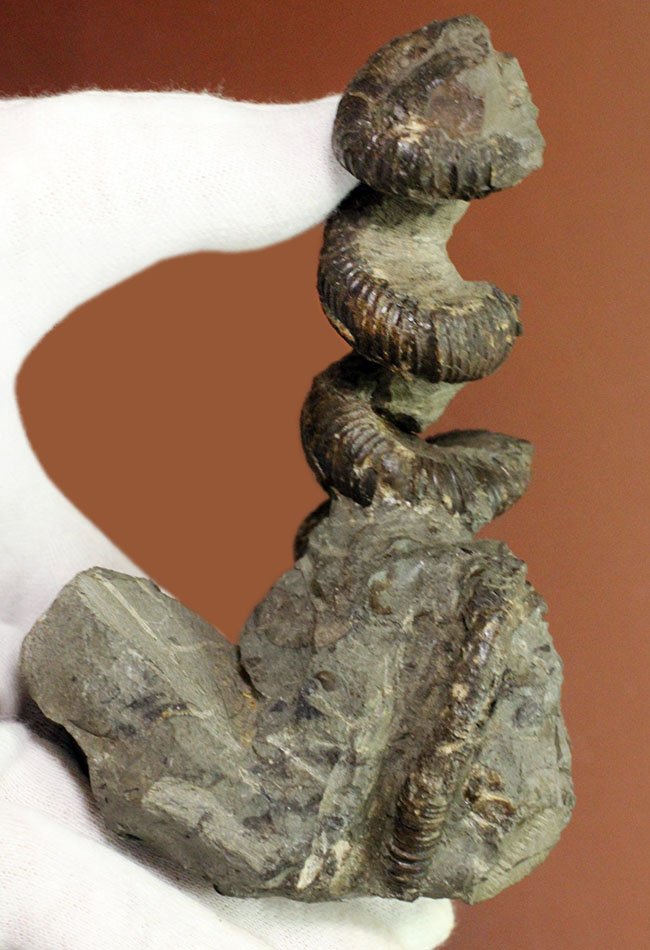 立体螺旋巻き！世界中のコレクターから愛される北海道アンモナイトの代表的存在、ユーボストリコセラス（Eubostrychoceras）（その6）