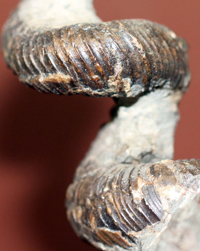 立体螺旋巻き！世界中のコレクターから愛される北海道アンモナイトの