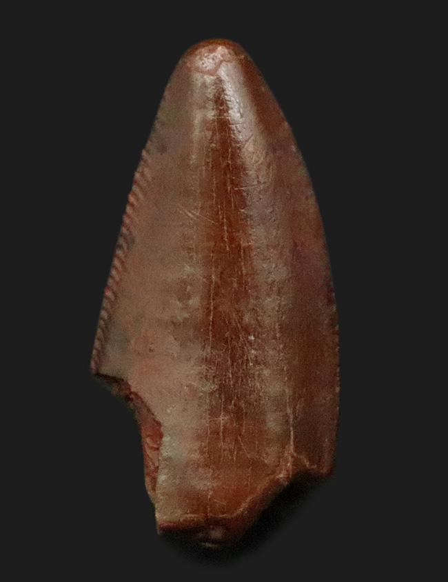 この上ない素晴らしい保存状態を維持した、アベリサウルス科(Abelisauridae)の恐竜の歯化石(その1)