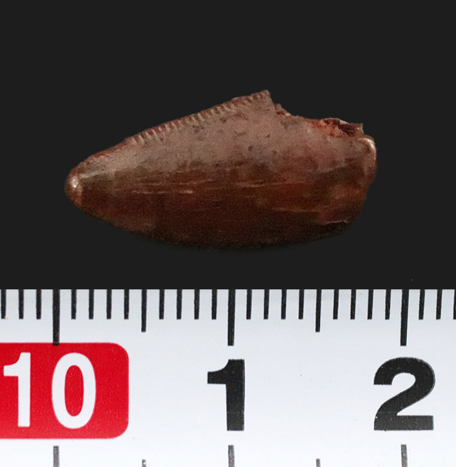 この上ない素晴らしい保存状態を維持した、アベリサウルス科(Abelisauridae)の恐竜の歯化石(その10)