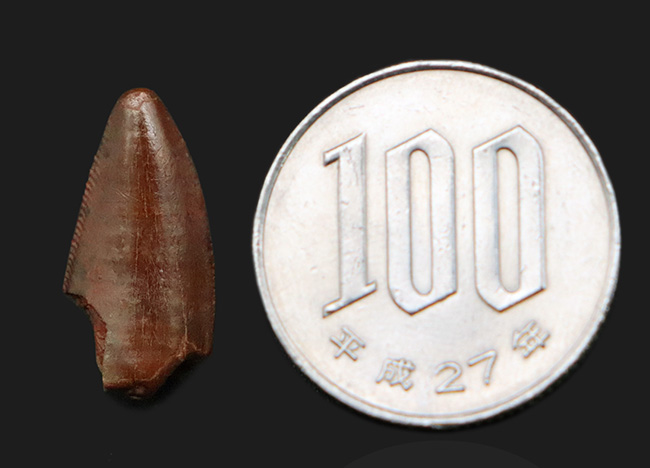 この上ない素晴らしい保存状態を維持した、アベリサウルス科(Abelisauridae)の恐竜の歯化石(その11)