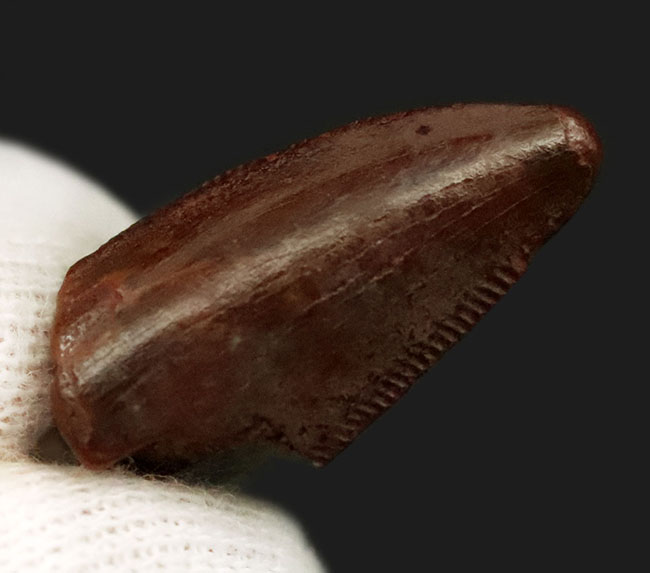 この上ない素晴らしい保存状態を維持した、アベリサウルス科(Abelisauridae)の恐竜の歯化石(その2)