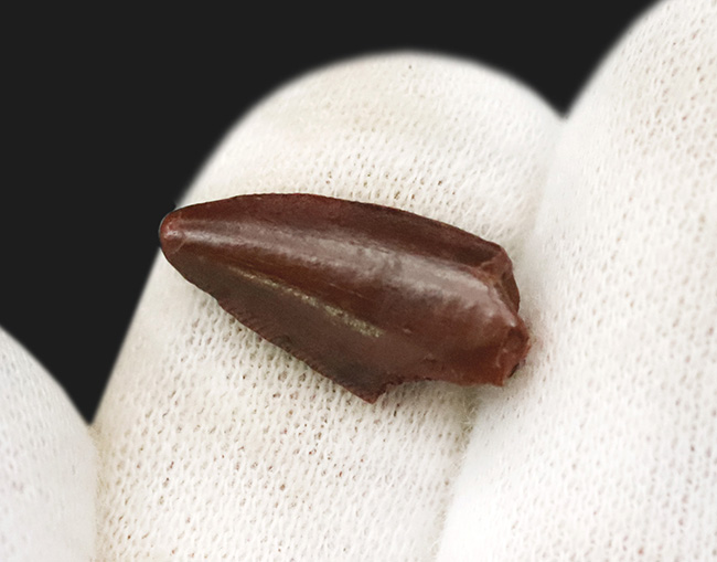 この上ない素晴らしい保存状態を維持した、アベリサウルス科(Abelisauridae)の恐竜の歯化石(その3)