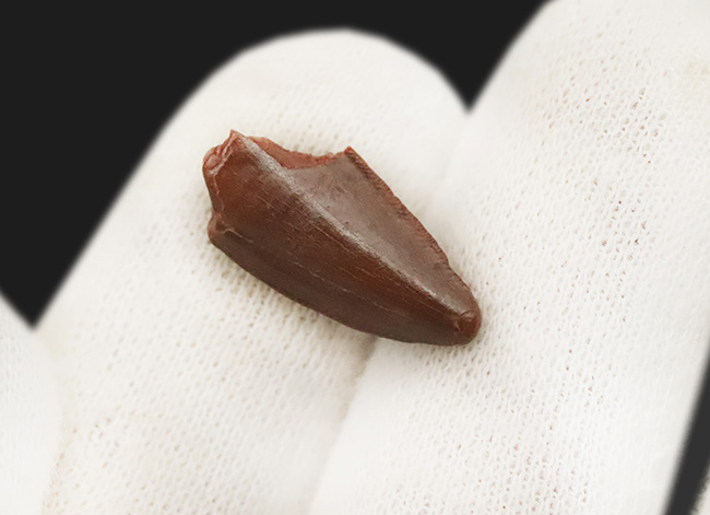 この上ない素晴らしい保存状態を維持した、アベリサウルス科(Abelisauridae)の恐竜の歯化石(その4)