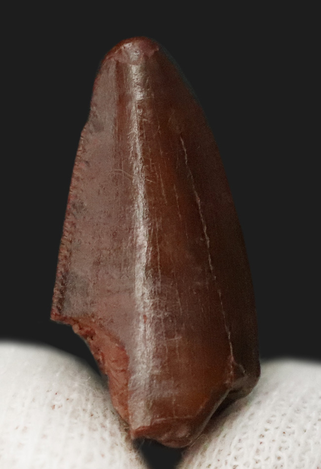この上ない素晴らしい保存状態を維持した、アベリサウルス科(Abelisauridae)の恐竜の歯化石(その5)