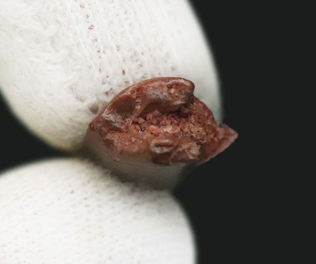この上ない素晴らしい保存状態を維持した、アベリサウルス科(Abelisauridae)の恐竜の歯化石(その6)