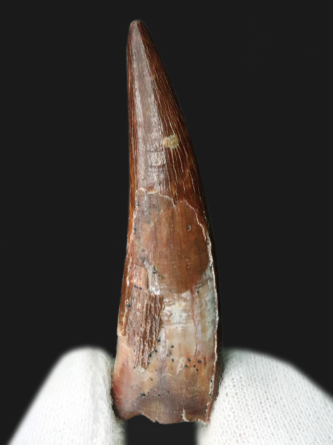 これまで扱った標本のなかで群を抜いてデカイ！ド級のサイズを誇る、翼竜、シロッコプテリクス（Siroccopteryx moroccensis）の歯化石（その1）