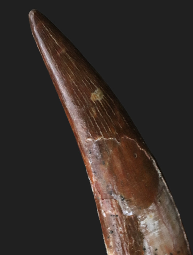 これまで扱った標本のなかで群を抜いてデカイ！ド級のサイズを誇る、翼竜、シロッコプテリクス（Siroccopteryx moroccensis）の歯化石（その4）
