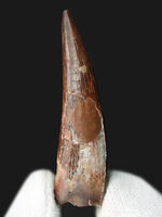 これまで扱った標本のなかで群を抜いてデカイ！ド級のサイズを誇る、翼竜、シロッコプテリクス（Siroccopteryx moroccensis）の歯化石