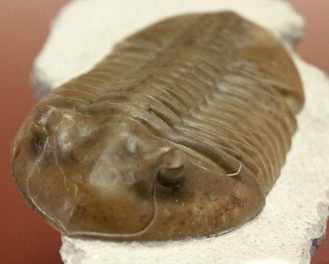 三葉虫コレクター必見!これ以上望めない完璧なアサフス・レピドゥルス(Asaphus lepidurus)。特大、それでいて対称性、保存状態ともに抜群!(その10)