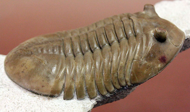 三葉虫コレクター必見!これ以上望めない完璧なアサフス・レピドゥルス(Asaphus lepidurus)。特大、それでいて対称性、保存状態ともに抜群!(その11)