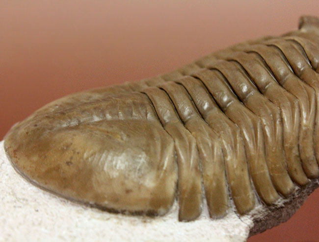 三葉虫コレクター必見!これ以上望めない完璧なアサフス・レピドゥルス(Asaphus lepidurus)。特大、それでいて対称性、保存状態ともに抜群!(その12)