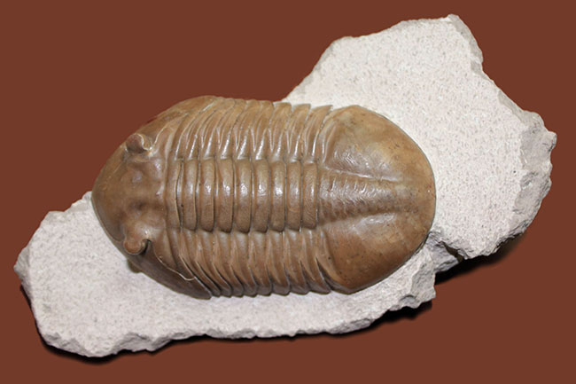 三葉虫コレクター必見!これ以上望めない完璧なアサフス・レピドゥルス(Asaphus lepidurus)。特大、それでいて対称性、保存状態ともに抜群!(その13)