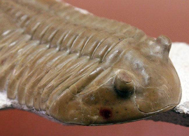 三葉虫コレクター必見!これ以上望めない完璧なアサフス・レピドゥルス(Asaphus lepidurus)。特大、それでいて対称性、保存状態ともに抜群!(その14)