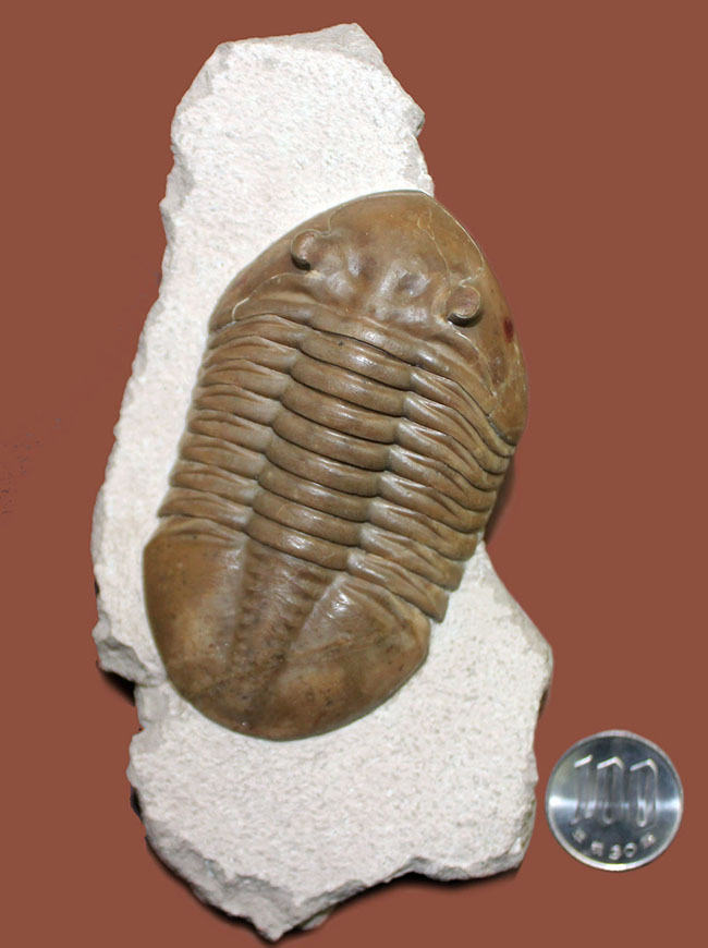 三葉虫コレクター必見!これ以上望めない完璧なアサフス・レピドゥルス(Asaphus lepidurus)。特大、それでいて対称性、保存状態ともに抜群!(その15)