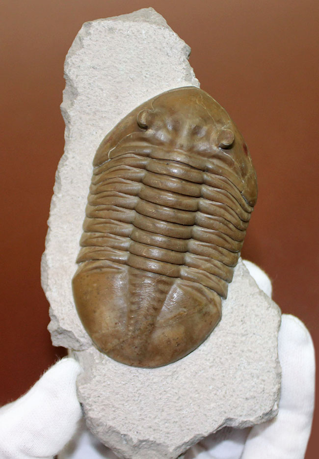 三葉虫コレクター必見!これ以上望めない完璧なアサフス・レピドゥルス(Asaphus lepidurus)。特大、それでいて対称性、保存状態ともに抜群!(その2)