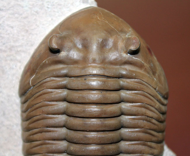 三葉虫コレクター必見!これ以上望めない完璧なアサフス・レピドゥルス(Asaphus lepidurus)。特大、それでいて対称性、保存状態ともに抜群!(その3)
