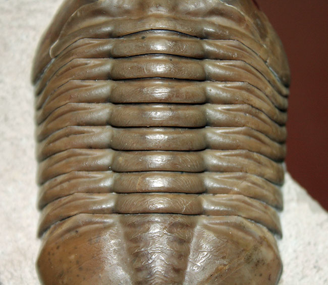三葉虫コレクター必見!これ以上望めない完璧なアサフス・レピドゥルス(Asaphus lepidurus)。特大、それでいて対称性、保存状態ともに抜群!(その4)