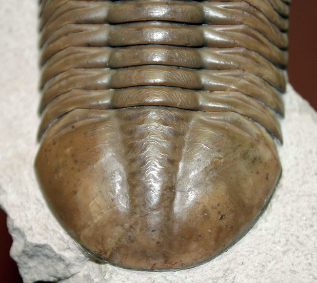 三葉虫コレクター必見!これ以上望めない完璧なアサフス・レピドゥルス(Asaphus lepidurus)。特大、それでいて対称性、保存状態ともに抜群!(その5)